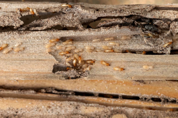 Best Commercial Pest Control Services  in Bloomfield, NM